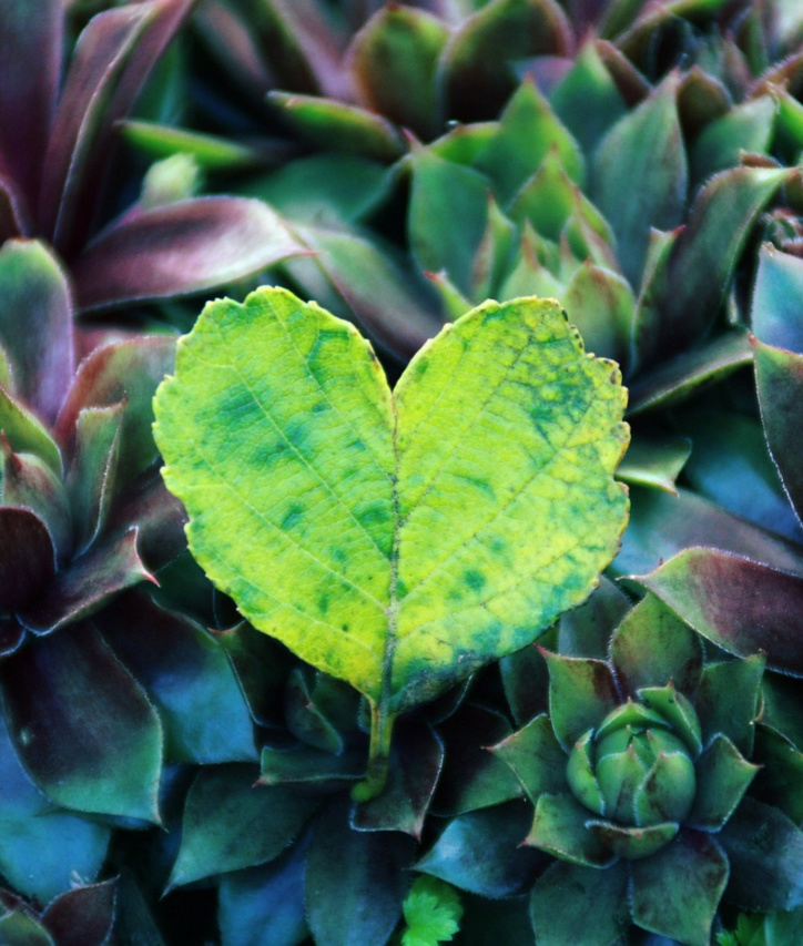 heart-5055002_1280